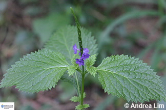 Iamge of flower of Stachytarpheta cayenninsis
