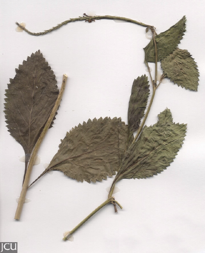 Stachytarpheta cayennensis