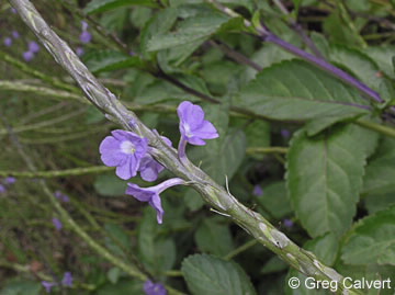 Image of Stachytarpheta  jamaicensis