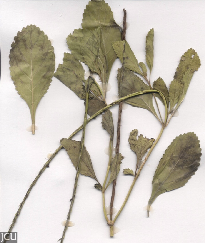 Stachytarpheta jamaicensis