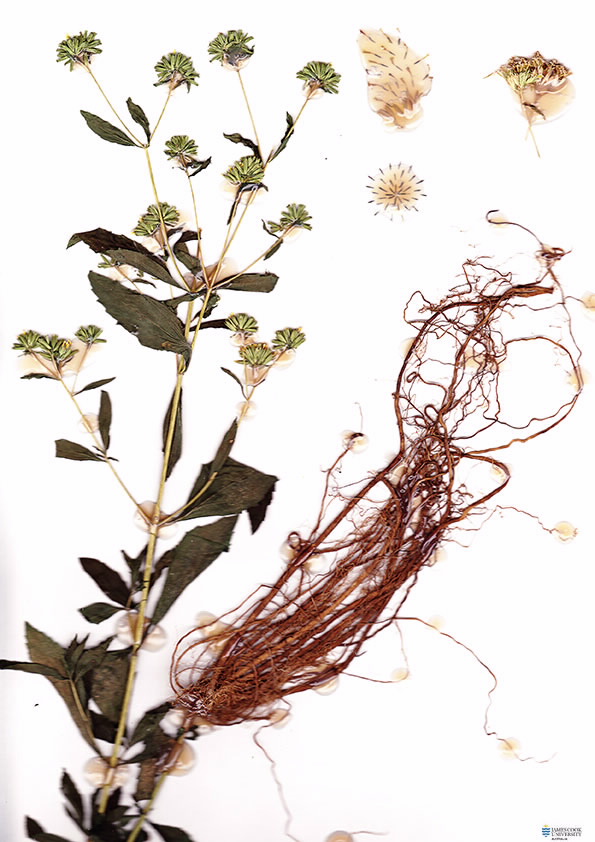 Scan of Stevia