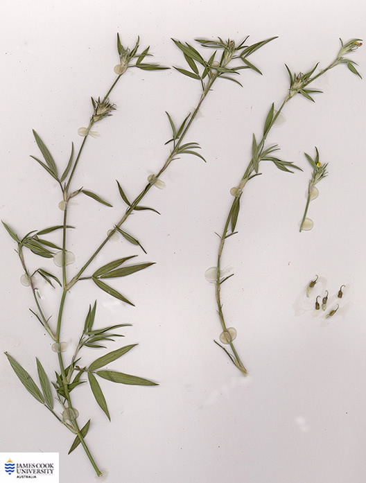 Scan of Stylosanthes hamata
