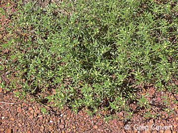 Image of Stylosanthes humilis