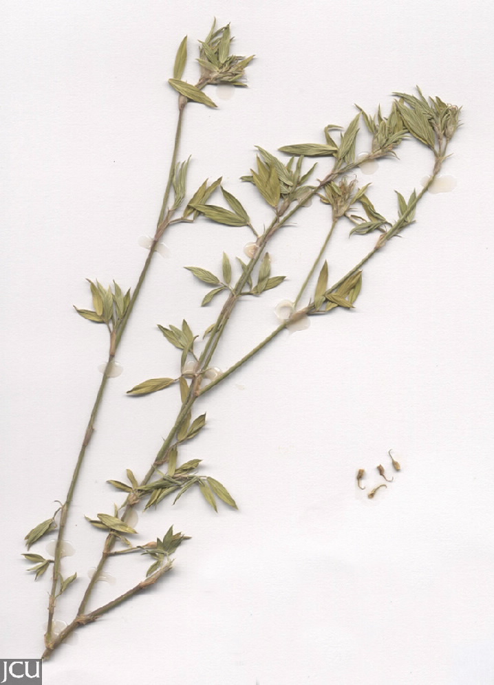 Stylosanthes humilis