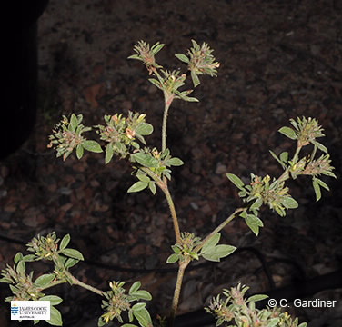 Image of Stylosanthes scabra