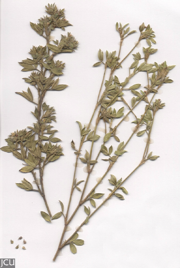Stylosanthes scabra