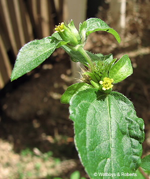 Image of Synedrella nodiflora