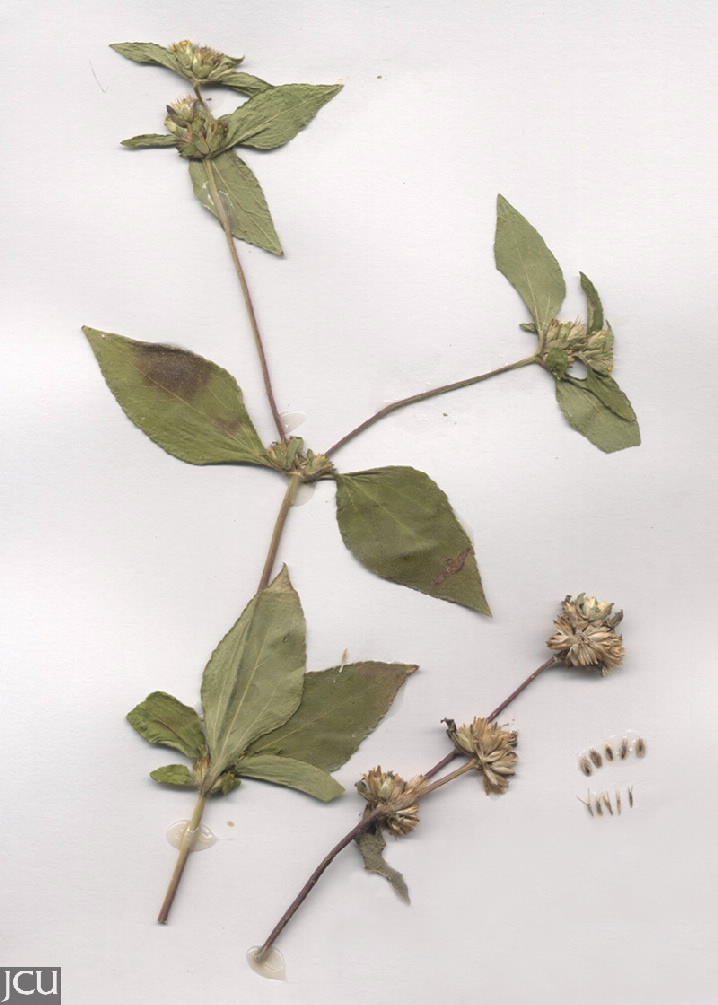 Synedrella nodiflora