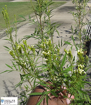 Image of Tagetes minuta