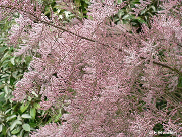 Image of Tamarix