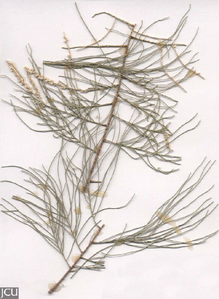 Tamarix aphylla