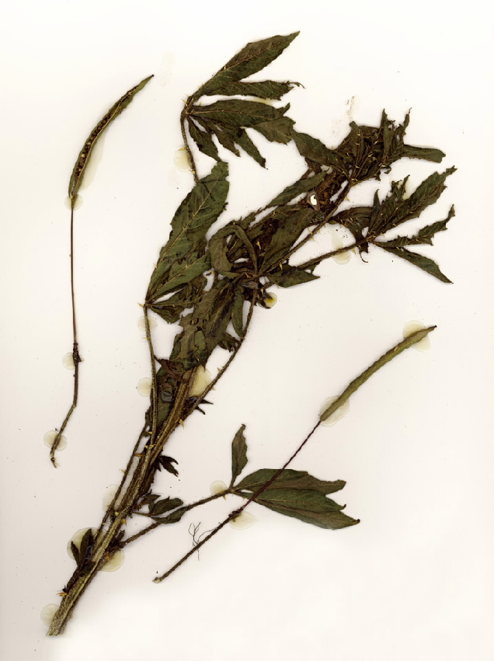 Cleome hassleriana