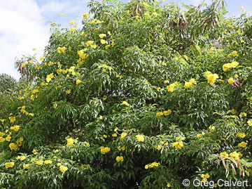 Image of Tecoma stans
