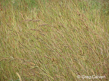 Image of Themeda quadrivalvis