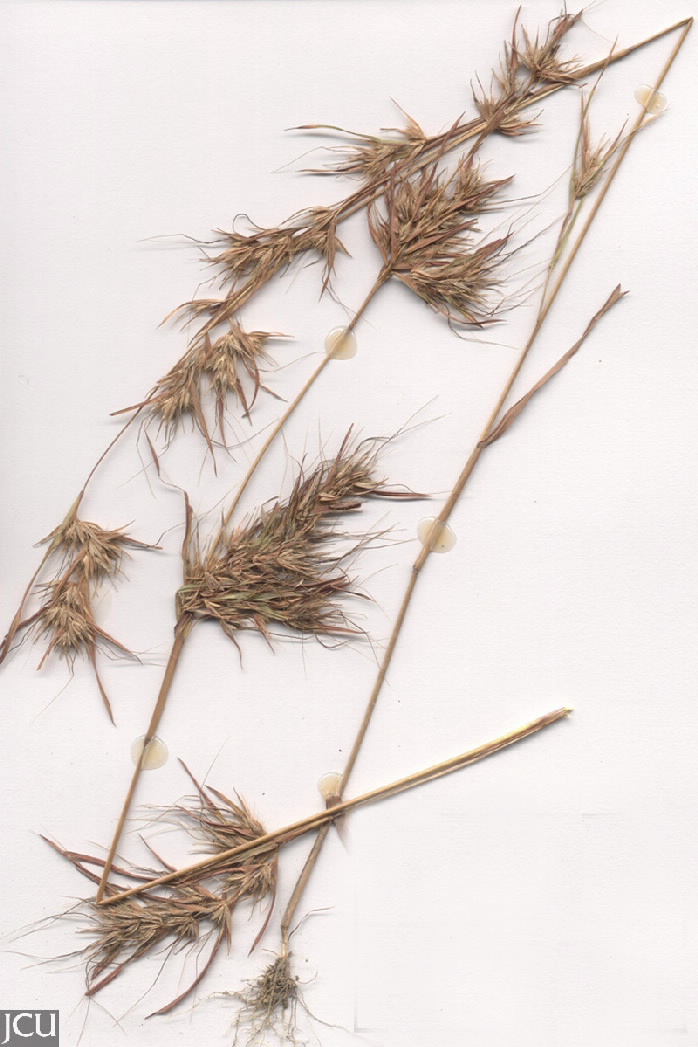 Themeda quadrivalvis