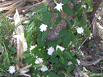 Image of Thunbergia fragrans