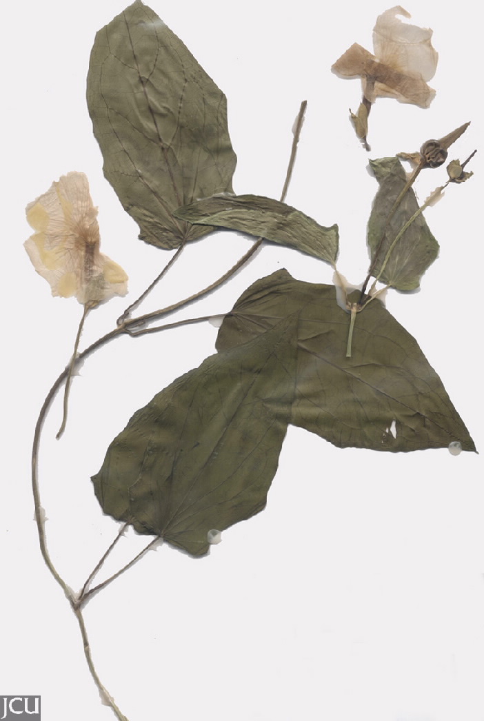 Thunbergia fragrans