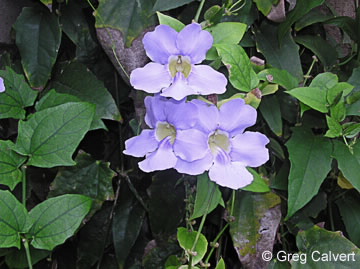 Image of Thunbergia grandiflora