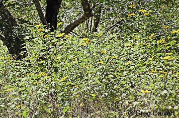Image of Tithonia diversiolia