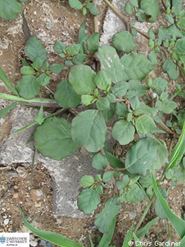 Image of Trianthema portulacastrum