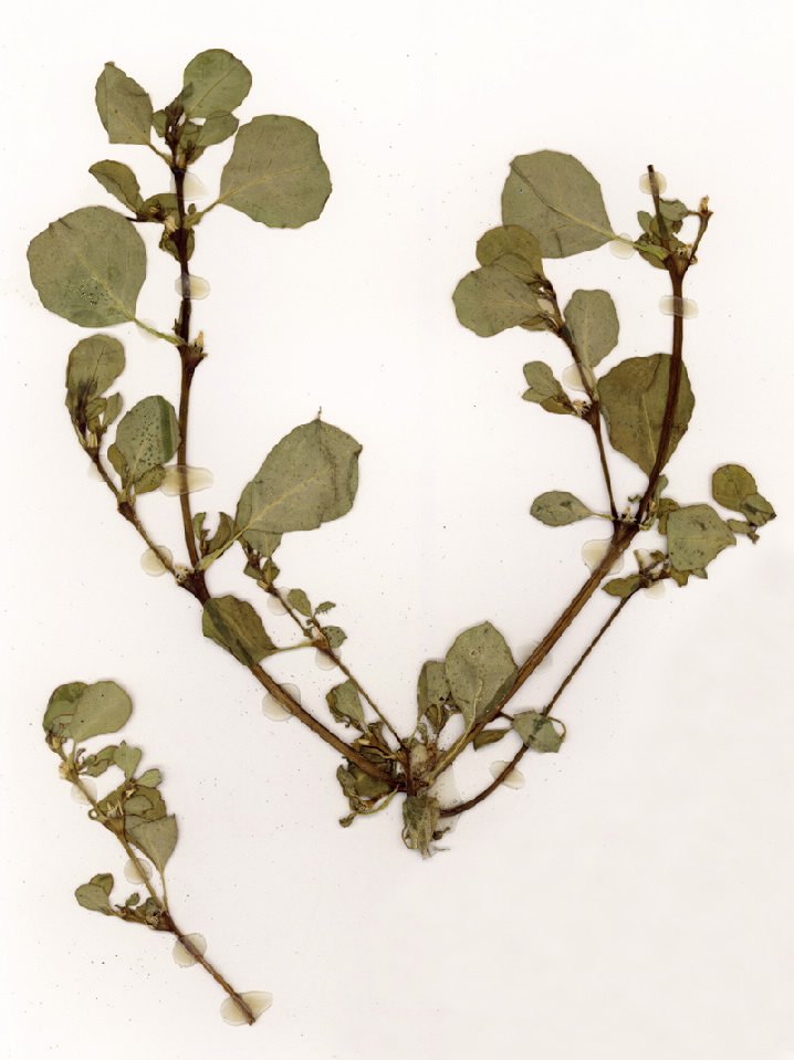 Trianthema portulacastrum