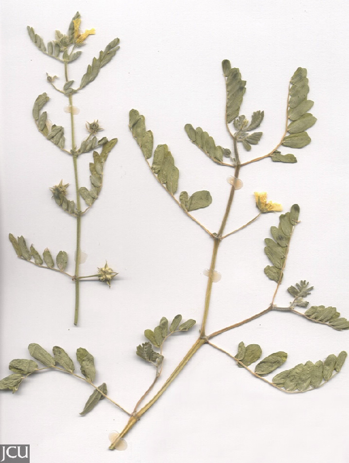 Tribulus cistoides