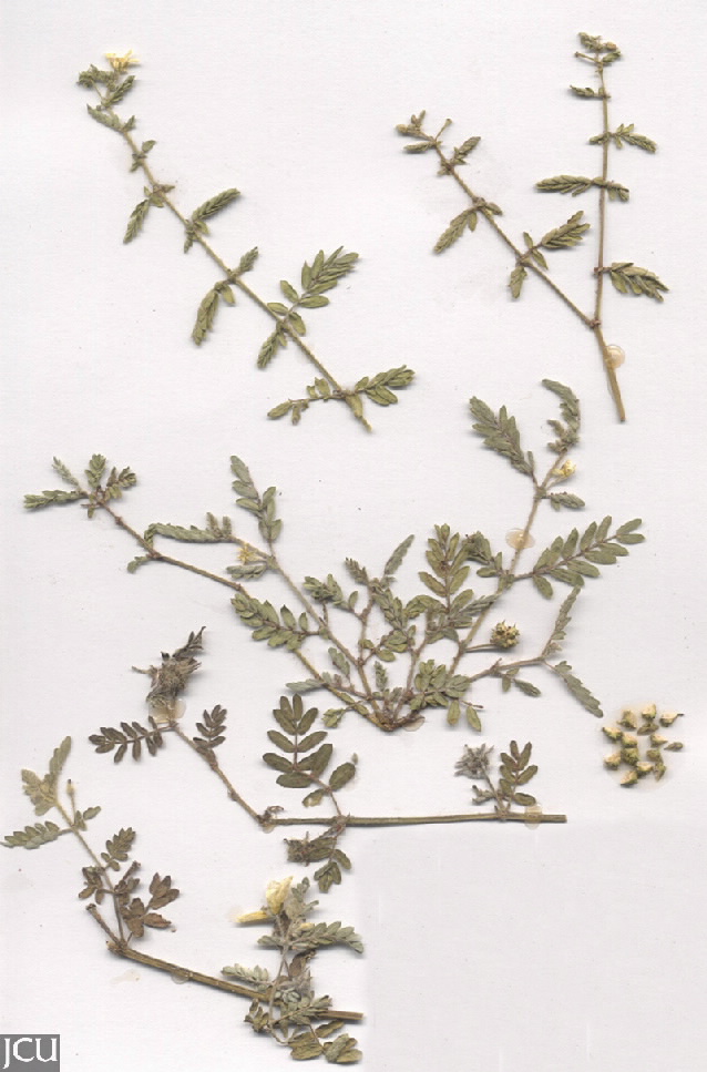 Tribulus terrestris