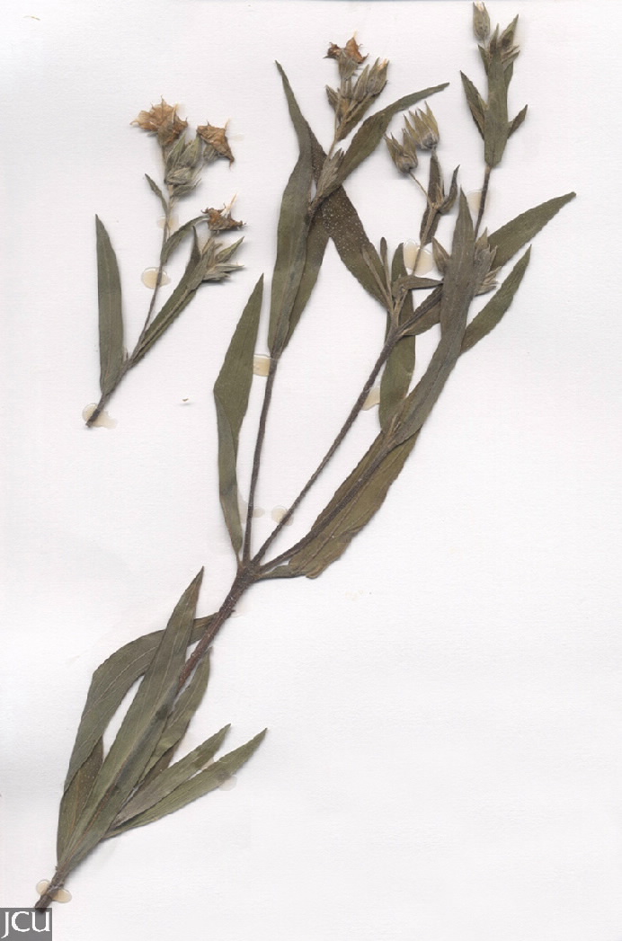 Trichodesma zeylanicum