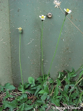 Image of Tridax procumbens