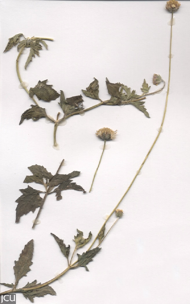 Tridax procumbens