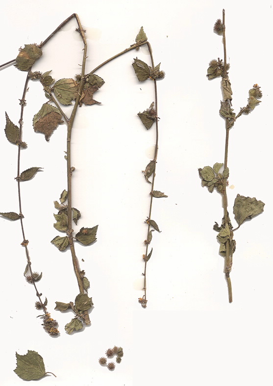 Scan of Triumfetta