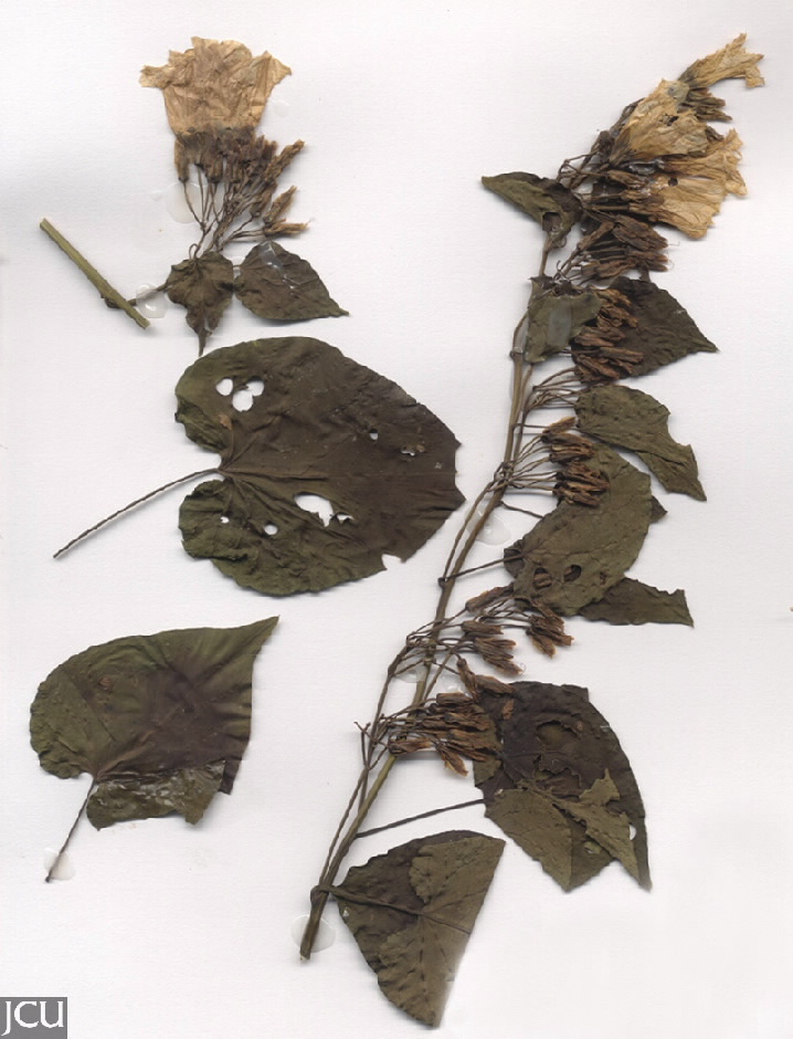 Turbina corymbosa