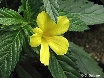 Image of Turnera ulmifolia