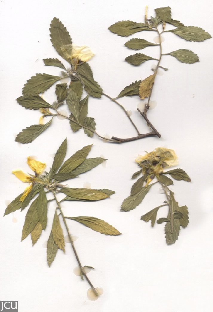 Turnera ulmifolia