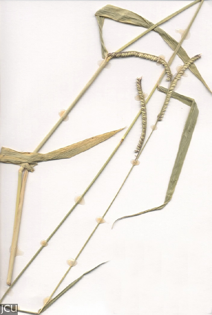 Urochloa decumbens