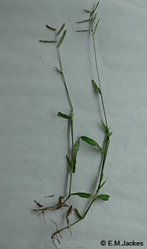 Image of Urochloa mosambicensis