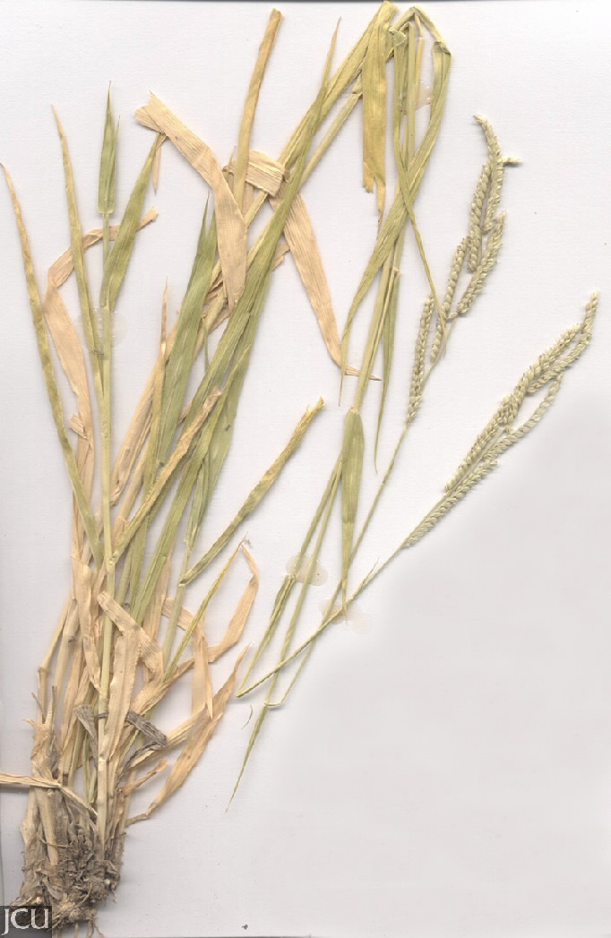 Urochloa mosambicensis