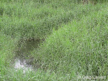 Image of Urochloa mutica