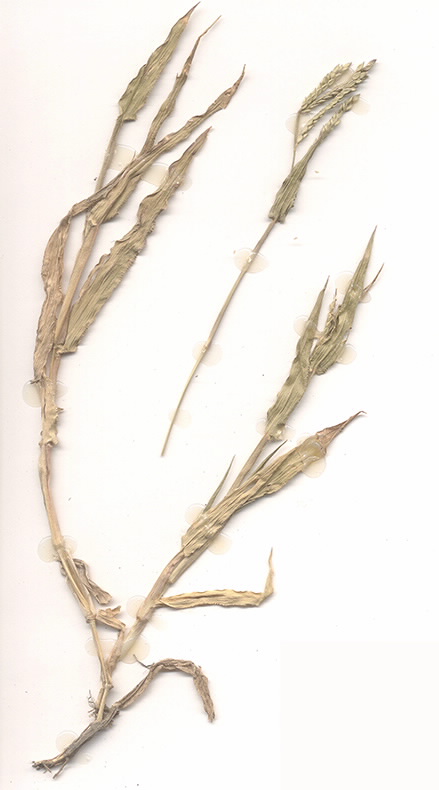 Scan of Urochloa panicoides