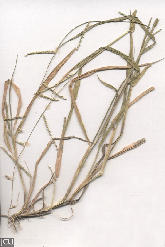 Urochloa subquadripara