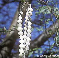 Image of Acacia nilotica