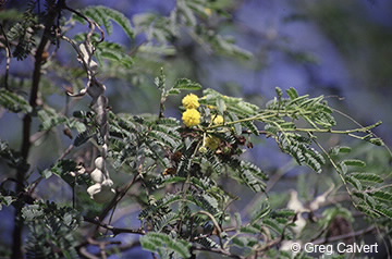 Image of Acacia nilotica