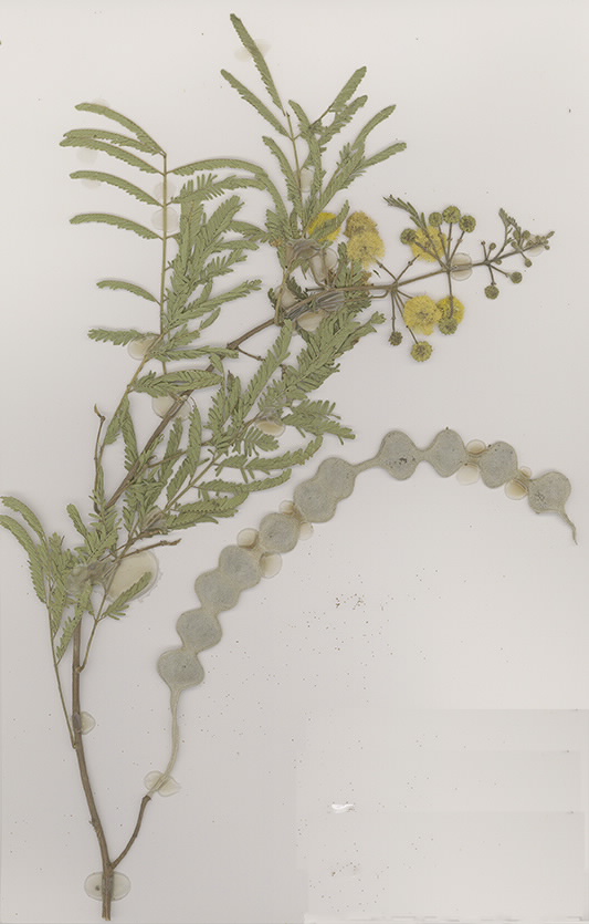 Scan of Acacia nilotica
