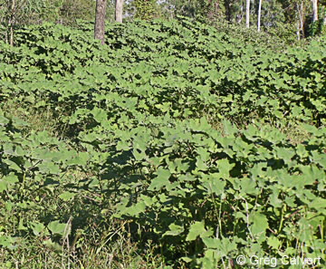 Image of Noogoora burr