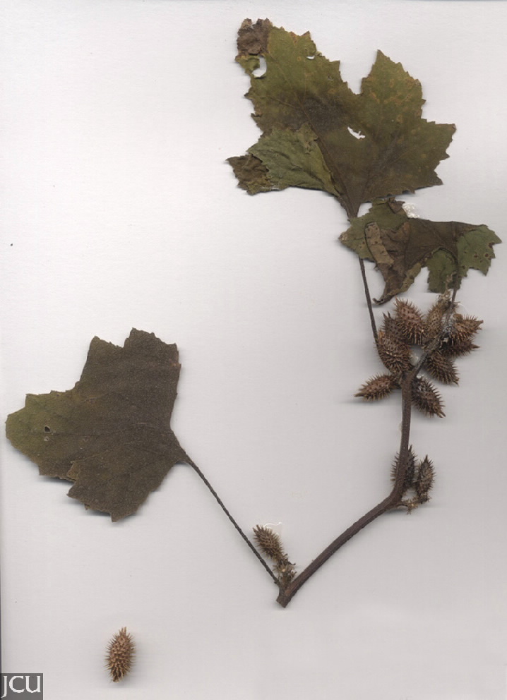 Xanthium occidentale
