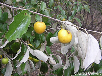 Image of Zizyphus mauritiana