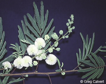 Image of Acaciella angustissima