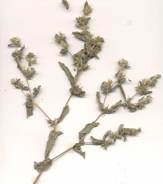 Scan of Acanthospermum