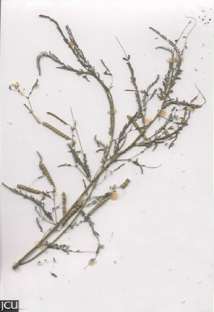 Aeschynomene indica