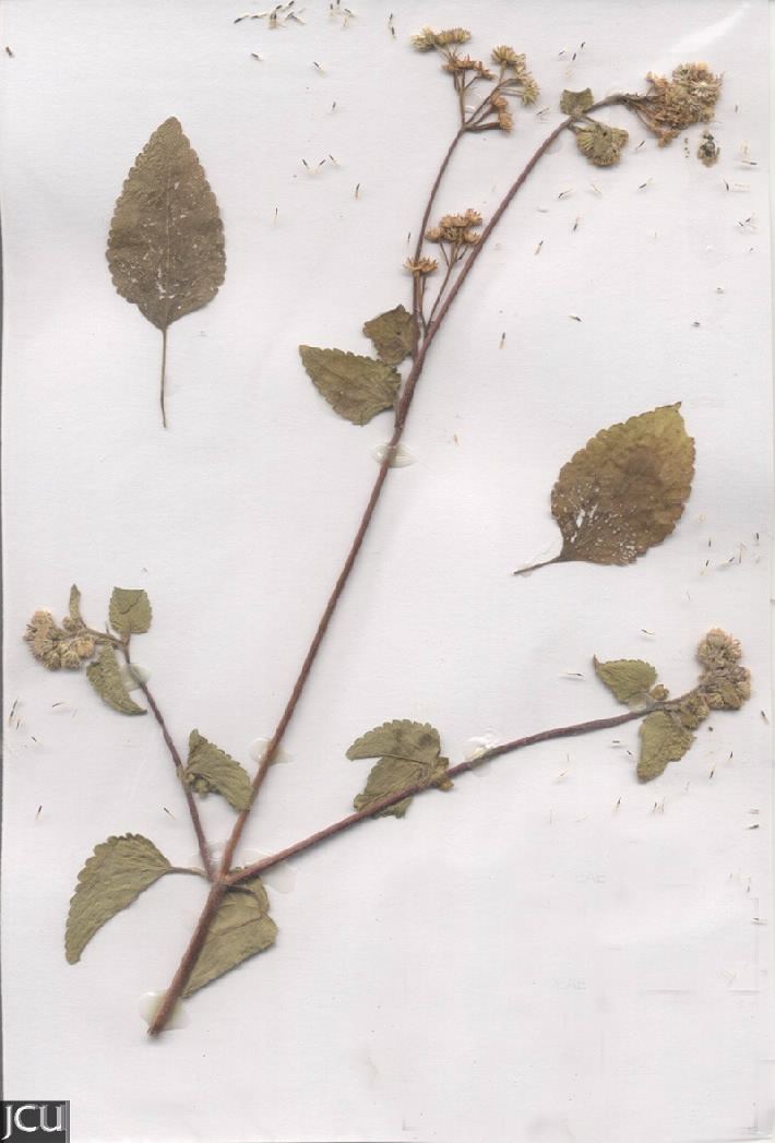 Ageratum conyzoides subsp. conyzoides